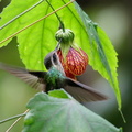 Colibri moucheté (1)