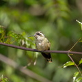 Colibri moucheté (3)