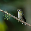 Colibri moucheté (6)