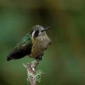Colibri moucheté (8)