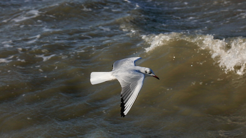 Mouette rieuse 