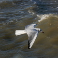 Mouette rieuse 