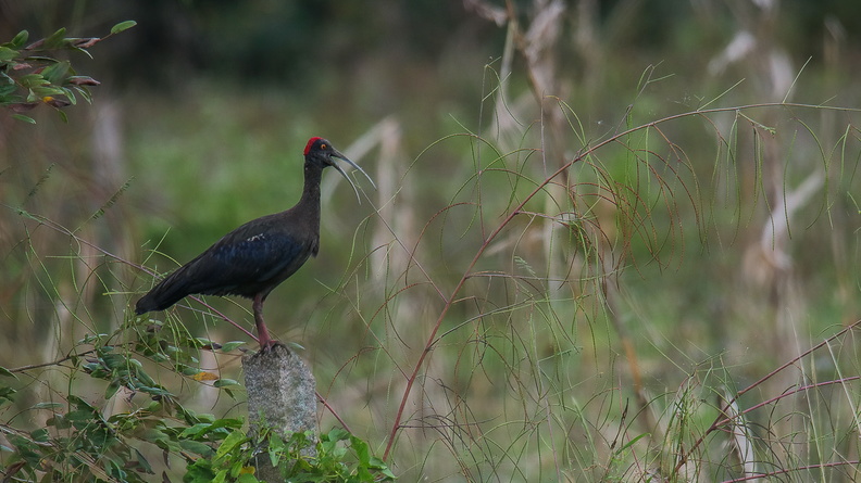 Ibis noir (6).jpg