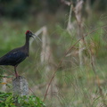 Ibis noir 