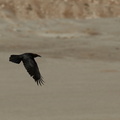 Corbeau brun 