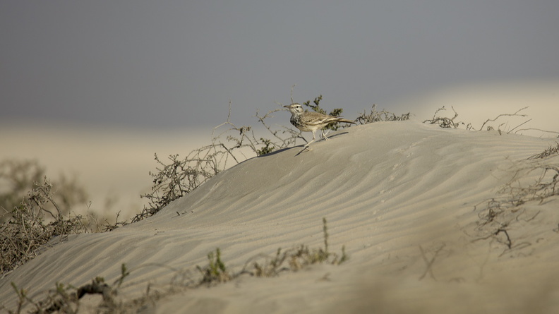 Sirli du désert (1).jpg
