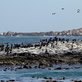 cormoran du Cap Phalacrocorax capensis 0264 (9)