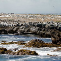 cormoran du Cap Phalacrocorax capensis 0264 (11)