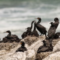 cormoran du Cap Phalacrocorax capensis 0264 (24)