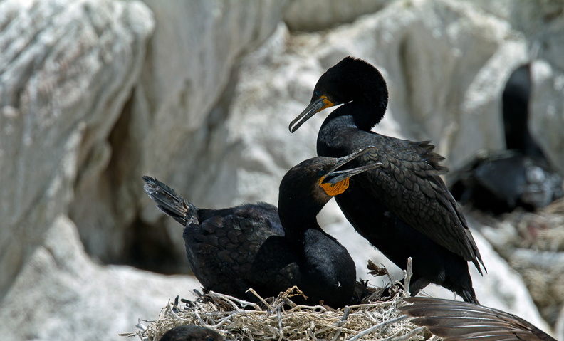 cormoran du Cap Phalacrocorax capensis 0264 (34)