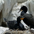 cormoran du Cap Phalacrocorax capensis 0264 (34)