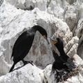 cormoran du Cap Phalacrocorax capensis 0264 (42)