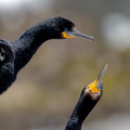 cormoran du Cap Phalacrocorax capensis 0264 (51)