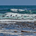cormoran du Cap Phalacrocorax capensis 0264 (82)