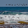 cormoran du Cap Phalacrocorax capensis 0264 (85).jpg