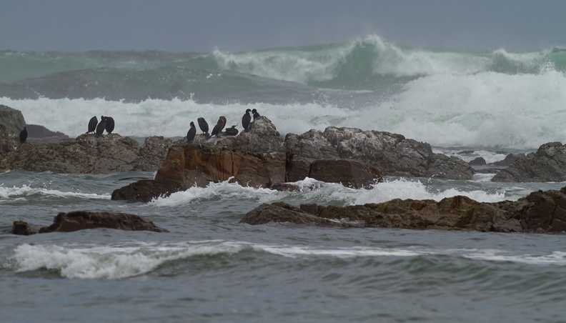 cormoran du Cap Phalacrocorax capensis 0264 (89)