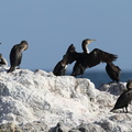Grand cormoran Phalacrocorax carbo 0260 (3)