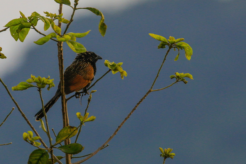 Coucal ruffin