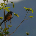 Coucal ruffin