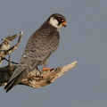Faucon de l'amour Falco amurensis