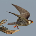 Faucon de l'amour Falco amurensis