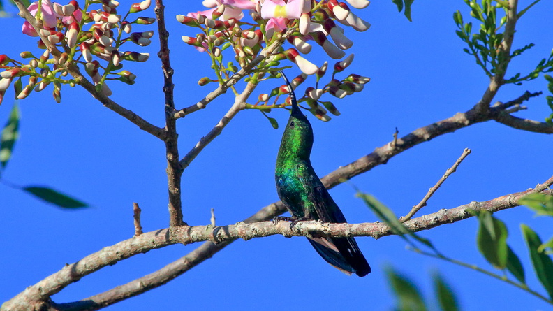 Colibri falle vert (1).jpg