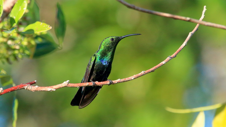 Colibri falle vert (2).jpg