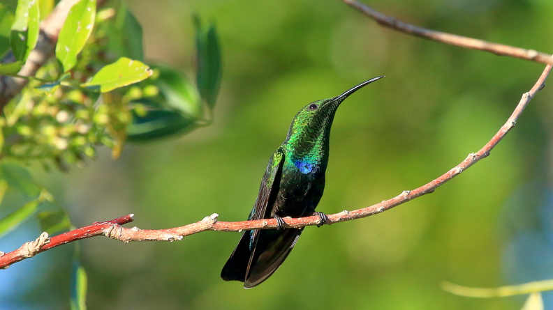 Colibri falle vert (3).jpg