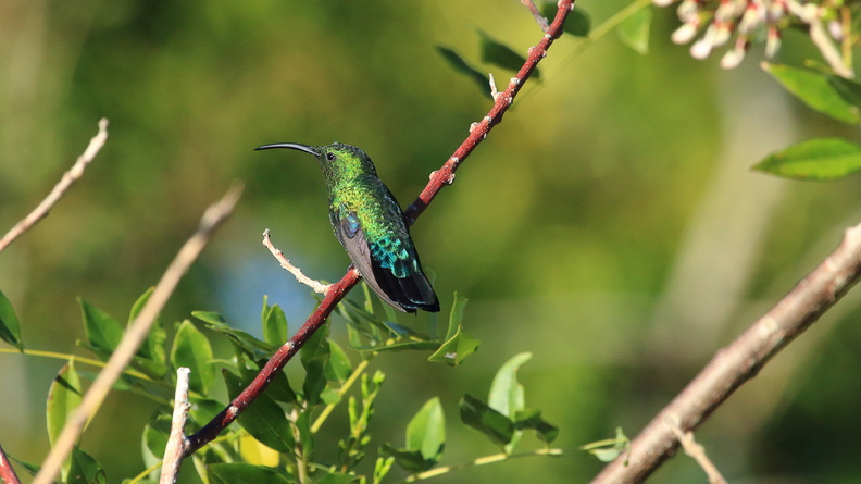 Colibri falle vert (4).jpg