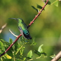Colibri falle vert 