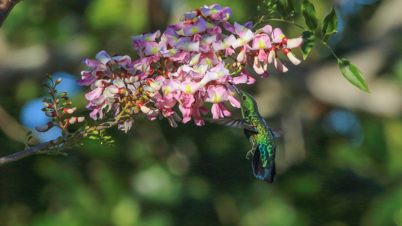 Colibri falle vert (5).jpg
