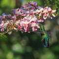 Colibri falle vert