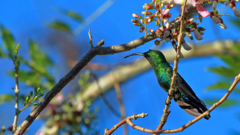 Colibri falle vert (7).jpg