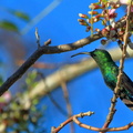 Colibri falle vert