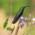 Colibri falle vert 