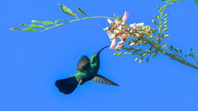 Colibri falle vert (13).jpg