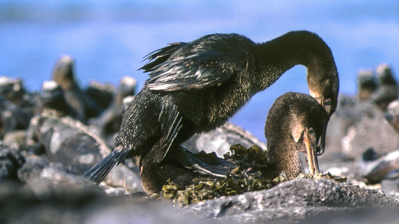 Cormorans aptères 