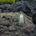 Ma nchot des Galapagos (3)