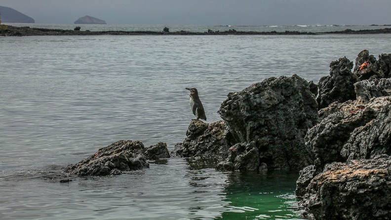 Ma nchot des Galapagos (4).jpg