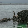 Ma nchot des Galapagos (4)