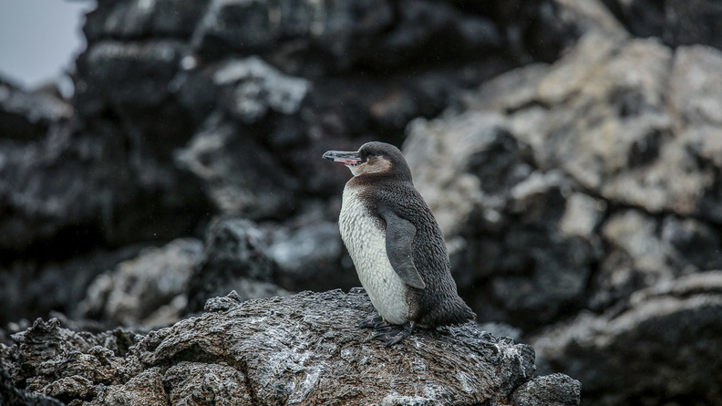 Manchot des Galapagos.jpg