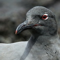 Mouette obscure (1)