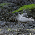 Mouette obscure (3)
