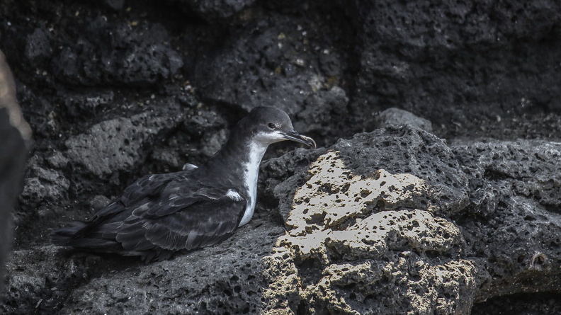 Puffin des Galapagos (4).jpg