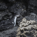 Puffin des Galapagos (4)