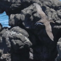 Puffin des Galapagos (5)