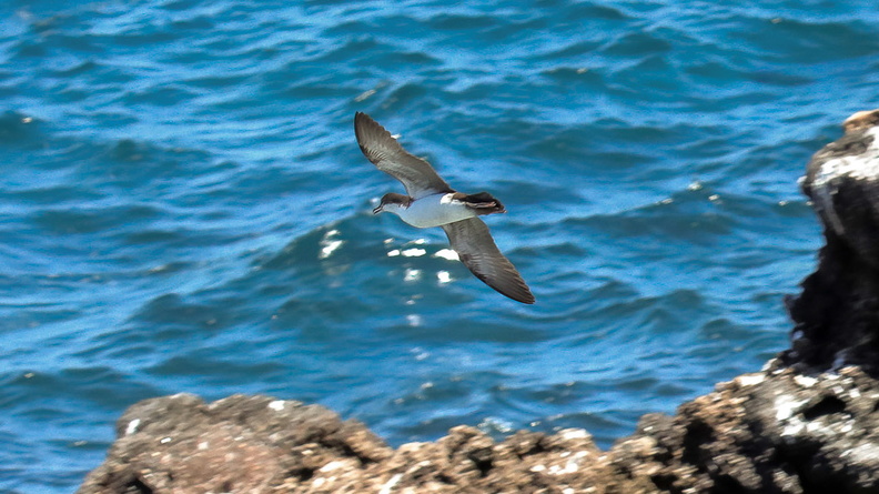Puffin des Galapagos (7).jpg