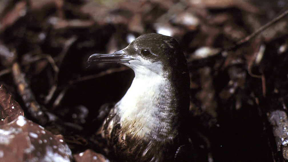 Puffin des Galapagos