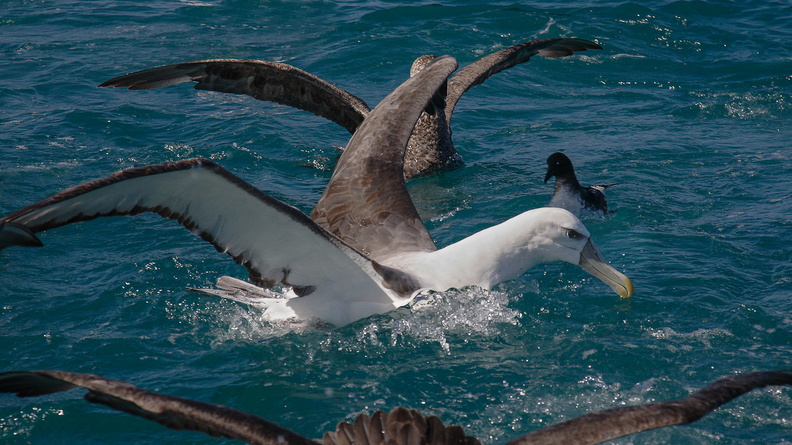 Albatros à cape blanche.jpg