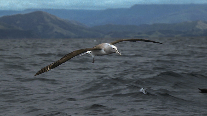 Albatros de Salvin (1).jpg